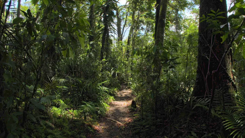 Aussie Rainforest Adventure