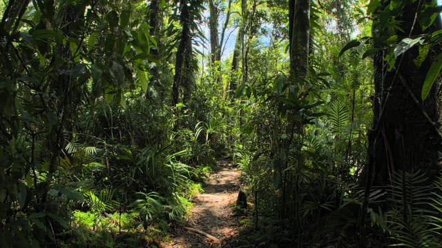 Aussie Rainforest Adventure, Far North Queensland, Australia