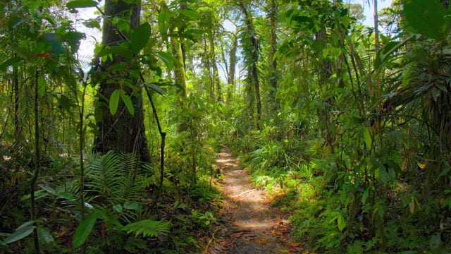 Beneath the Canopy, Far North Queensland, Australia