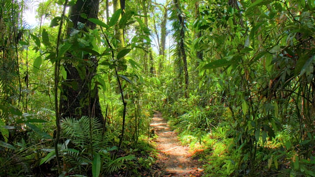 Beneath the Canopy, Far North Queensland, Australia