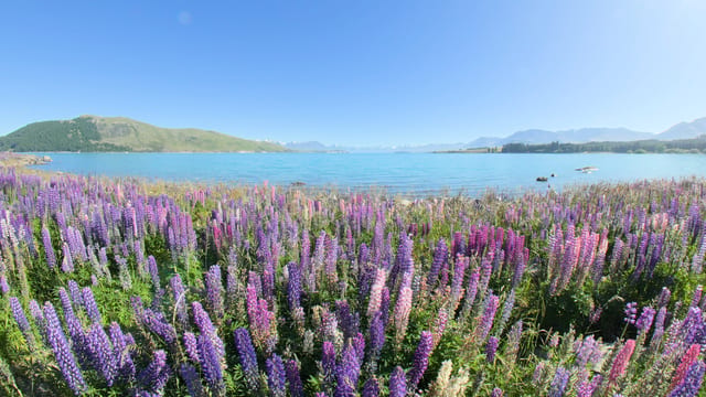 Blooming Beauties, New Zealand