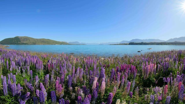 Blooming Beauties, New Zealand