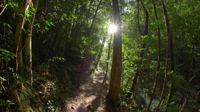 Bush Walk Into the Morning Light, Far North Queensland, Australia