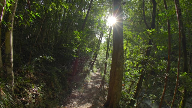Bush Walk Into the Morning Light, Far North Queensland, Australia