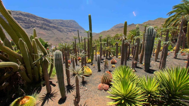 Cactus of the Canaries, Gran Canaria, Spain