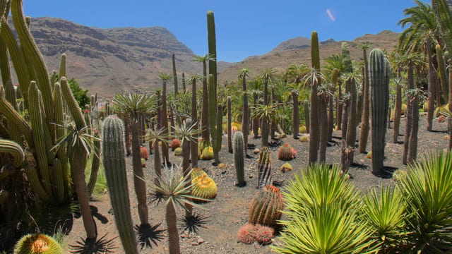 Cactus of the Canaries, Gran Canaria, Spain