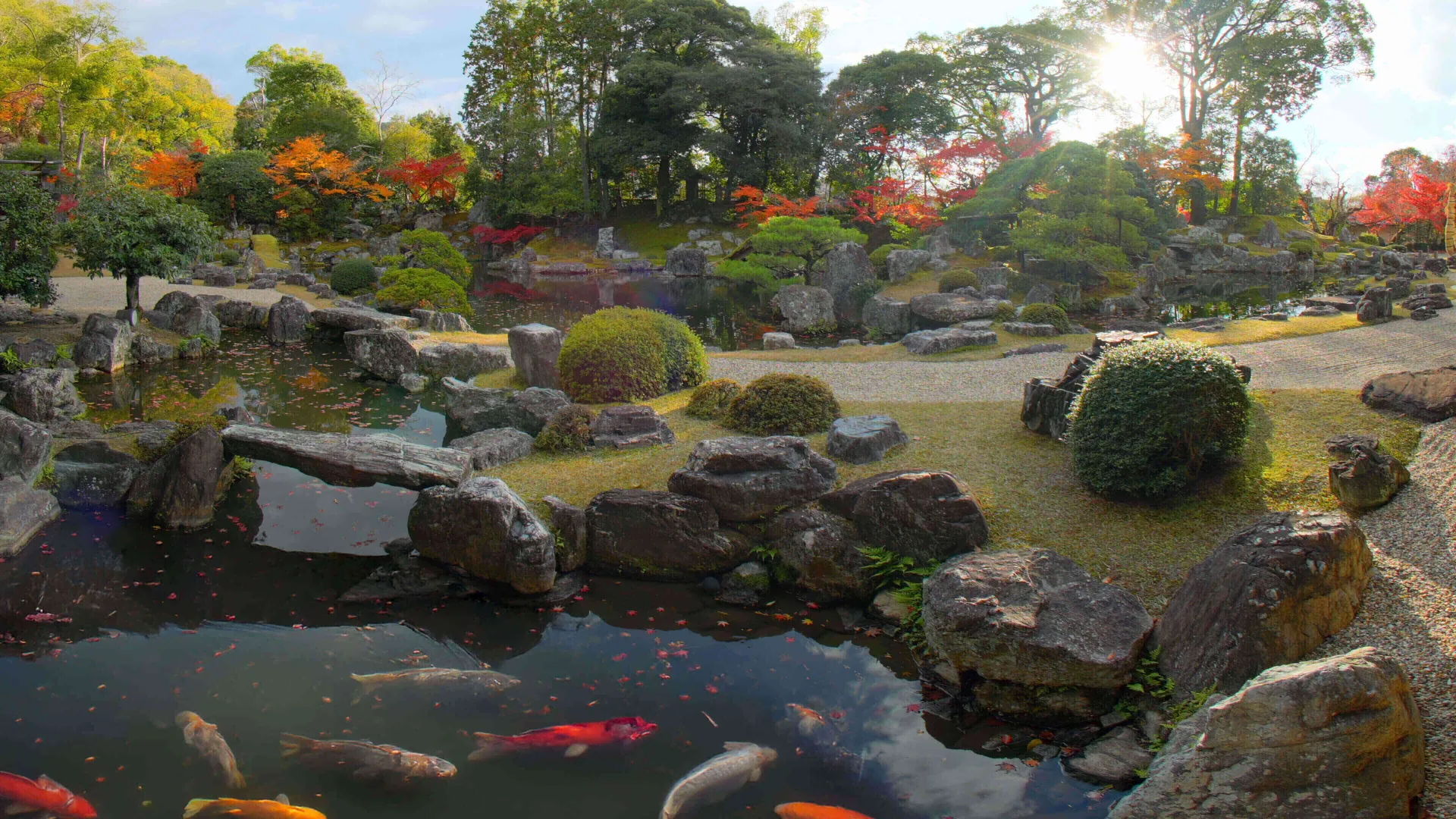 Calming Koi Fish, Kyoto, Japan