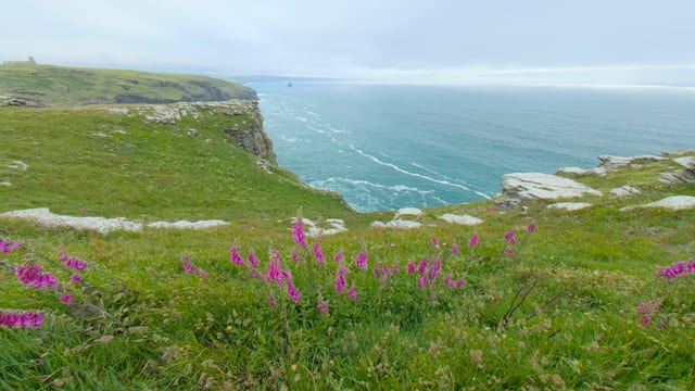 Clifftop Blooms, Cornwall, England