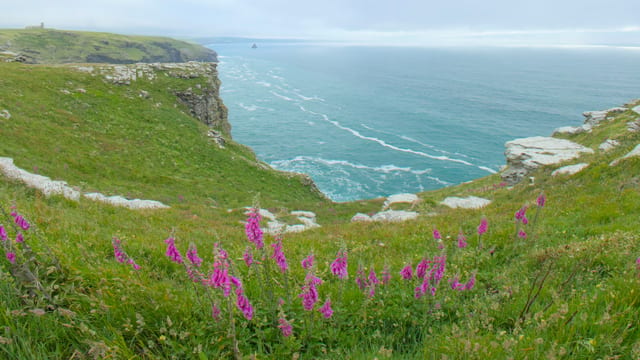 Clifftop Blooms, Cornwall, England