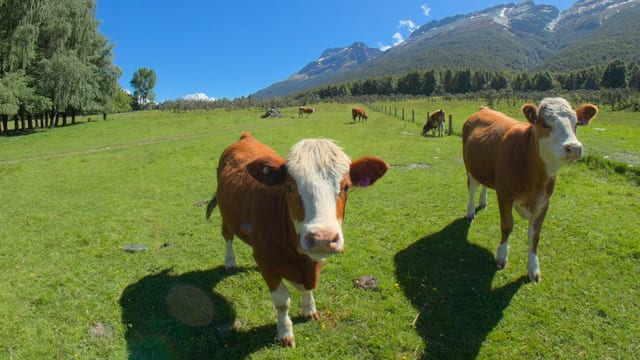 Cows in Paradise, Lake Wakatipu, New Zealand