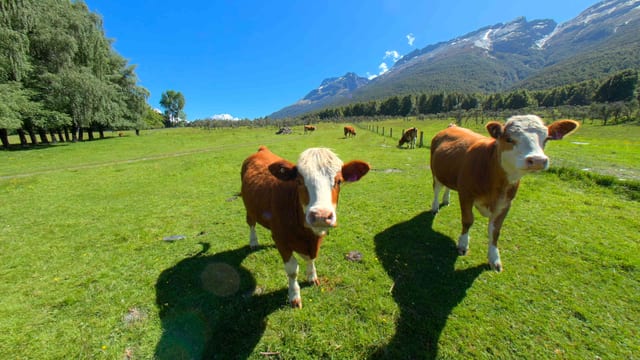 Cows in Paradise, Lake Wakatipu, New Zealand