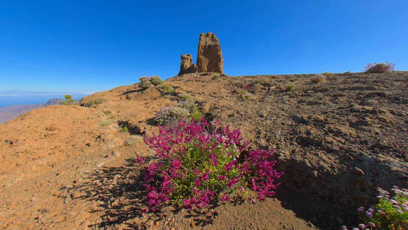 Desert Bloom at Roque Nublo