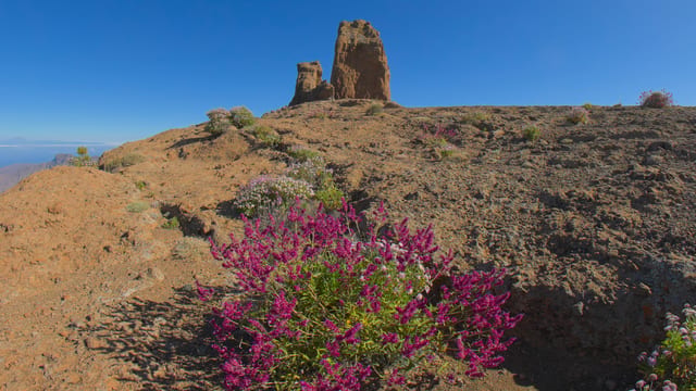 Desert Bloom at Roque Nublo, Gran Canaria, Spain
