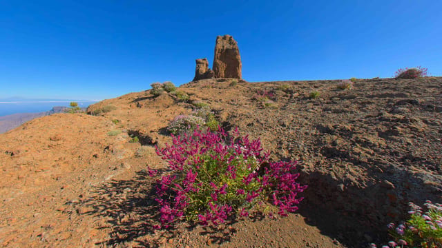 Desert Bloom at Roque Nublo, Gran Canaria, Spain