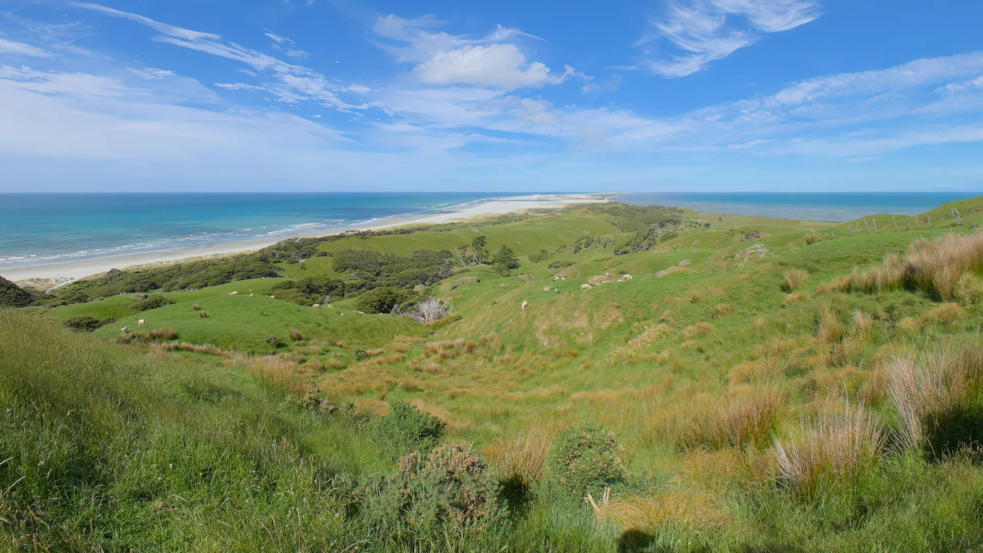 Distant Surf, New Zealand