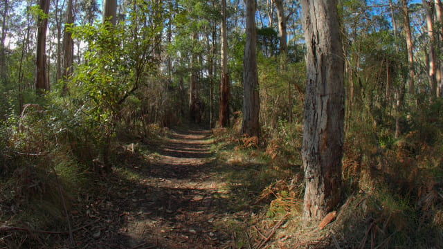 Gum Tree Walk, Great Ocean Road, Australia