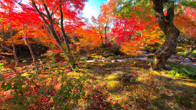 Japanese Gardens in Autumn, Kansai, Japan