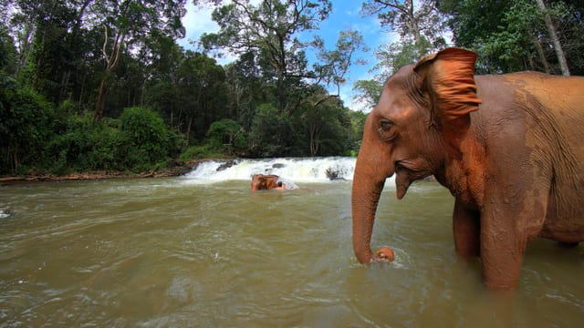 Jungle Giants, Mondulkiri, Cambodia