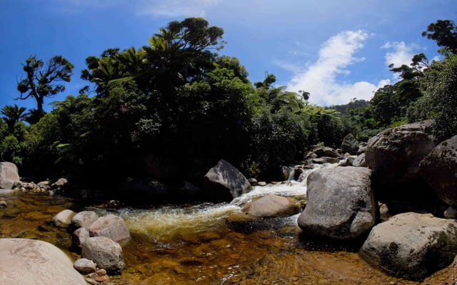 Jungle Stream Serenity, Kahurangi, New Zealand