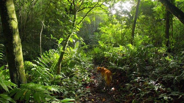 Jungle Trailblazer, St Kitts, St Kitts and Nevis