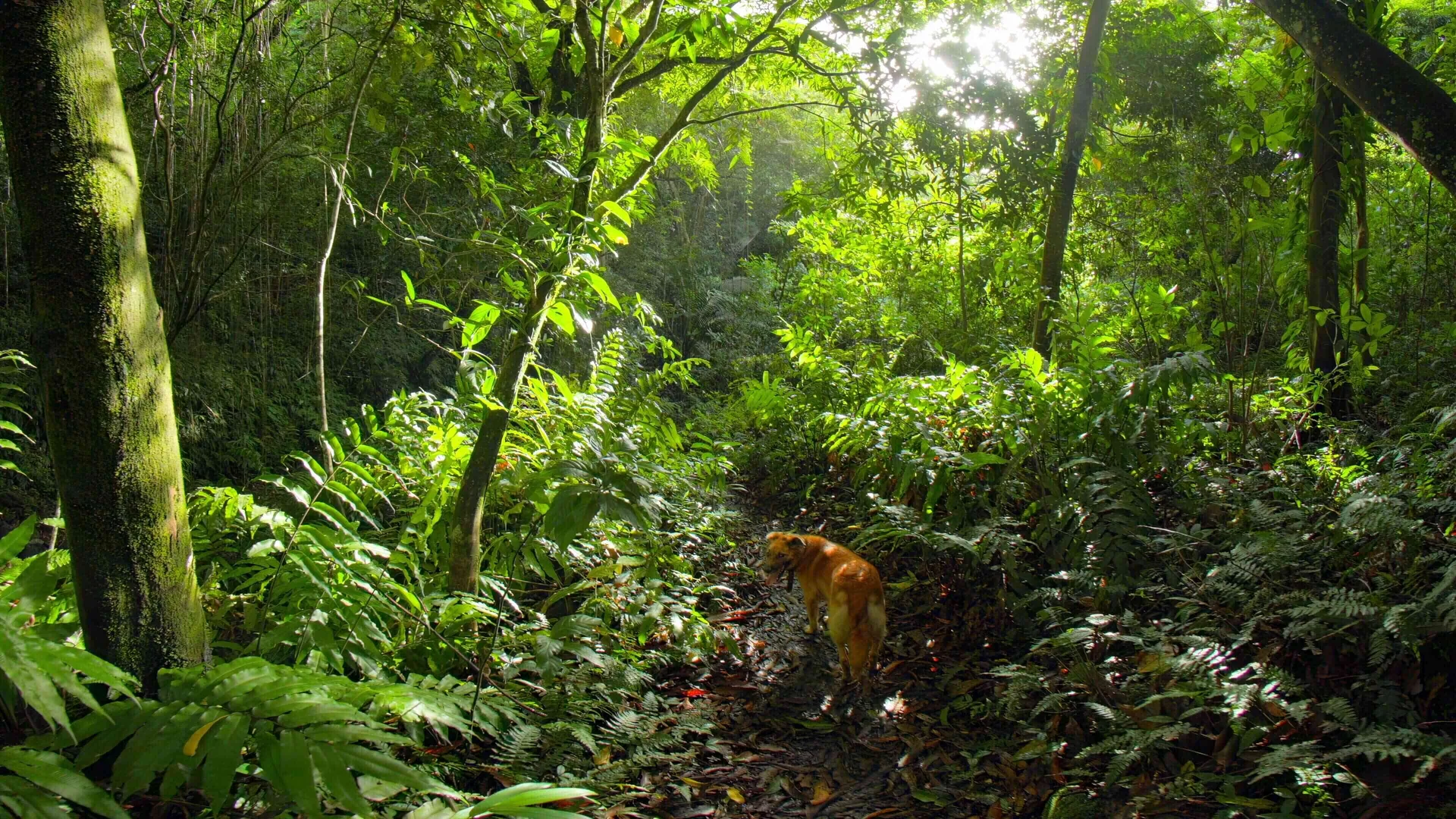 Jungle Trailblazer, St Kitts, St Kitts and Nevis
