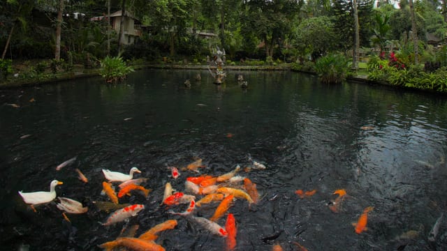 Koi of Bali, Bali, Indonesia