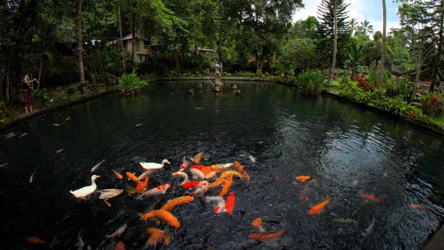 Koi of Bali, Bali, Indonesia