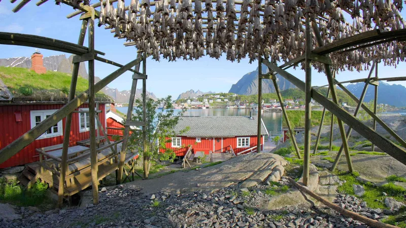 Lofotens Stockfish Tradition