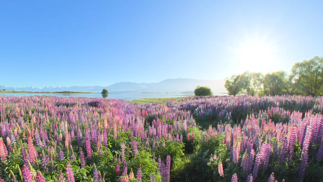 Lupin Lake Views, Lake Wakatipu, New Zealand