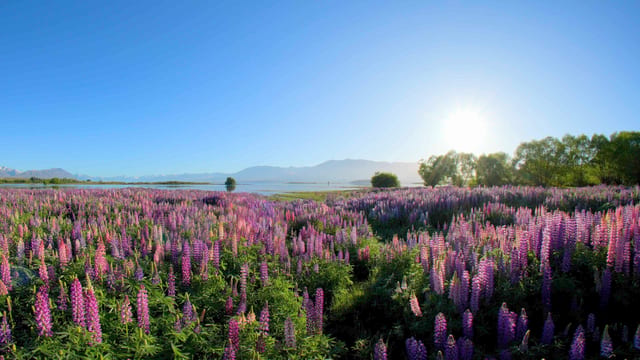 Lupin Lake Views, Lake Wakatipu, New Zealand