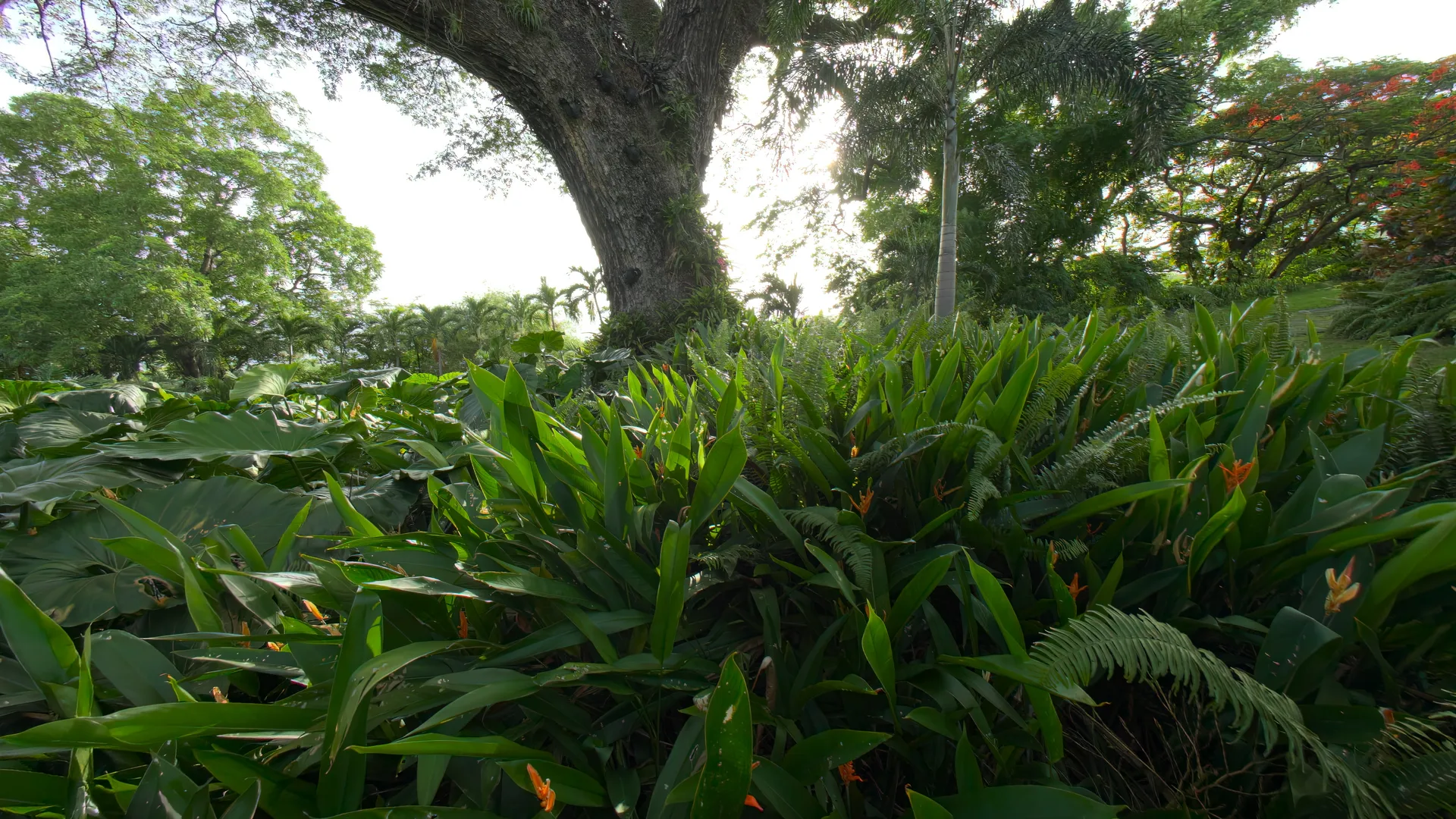 Majestic Fig Tree, St Kitts, St Kitts and Nevis