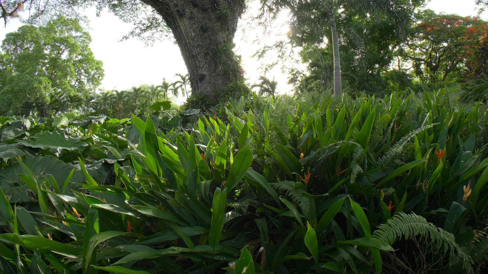 Majestic Fig Tree, St Kitts, St Kitts and Nevis