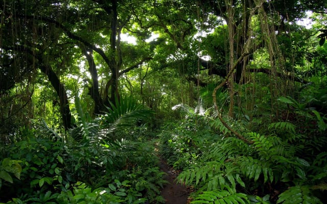 Misty Jungle Trek, St Kitts, St Kitts and Nevis