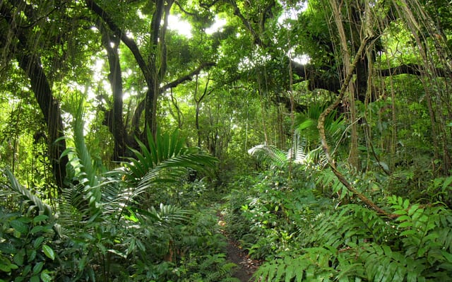 Misty Jungle Trek, St Kitts, St Kitts and Nevis