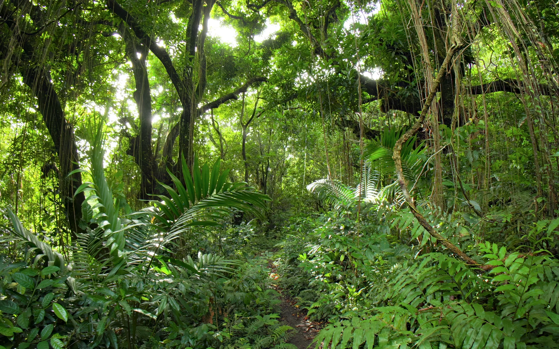 Misty Jungle Trek, St Kitts, St Kitts and Nevis