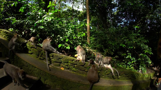 Monkey Business, Bali, Indonesia