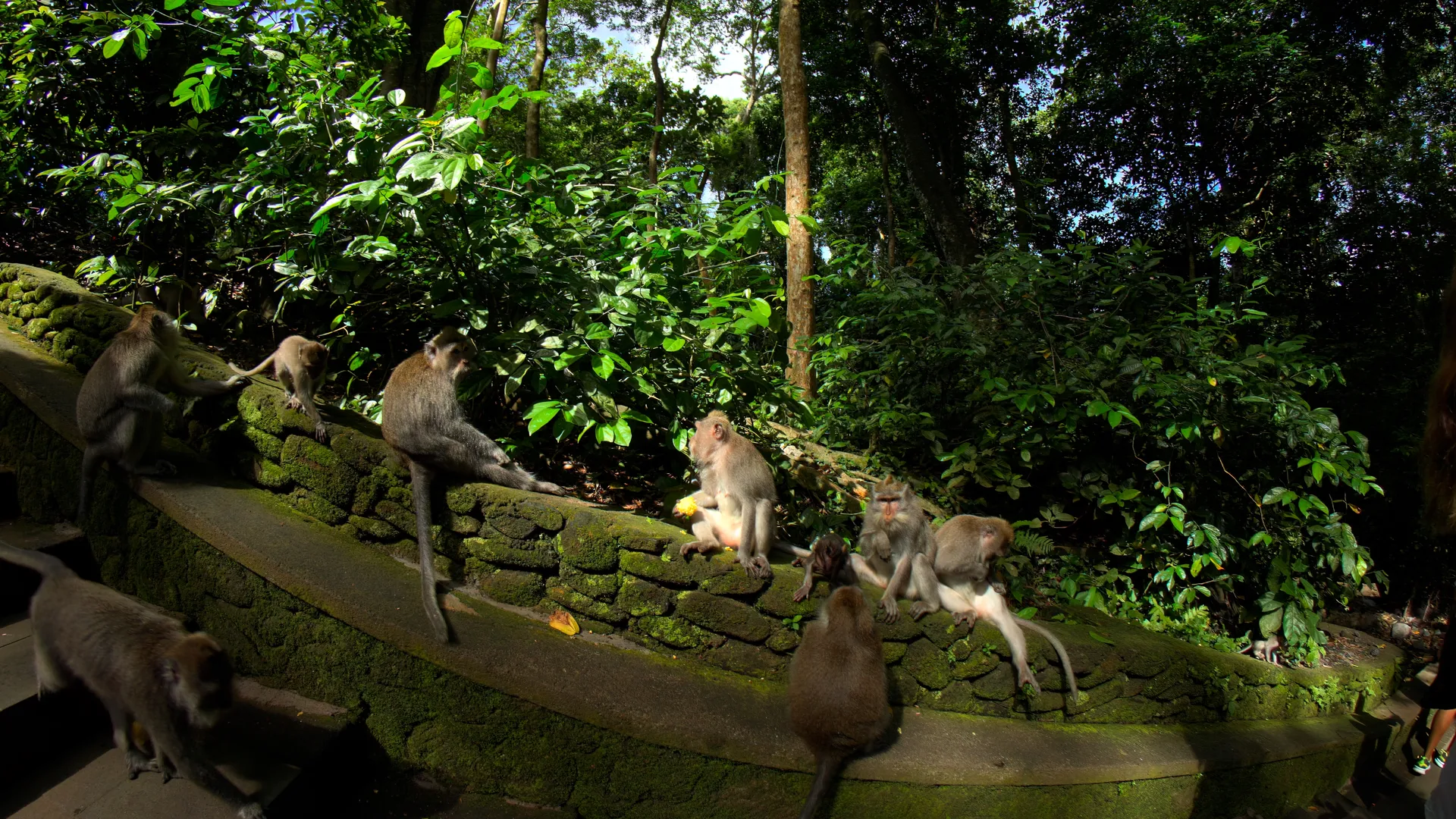 Scenic Journey VR Experiences: Monkey Business