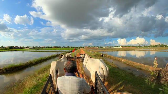 Ox Cart Ride, Siem Reap, Cambodia