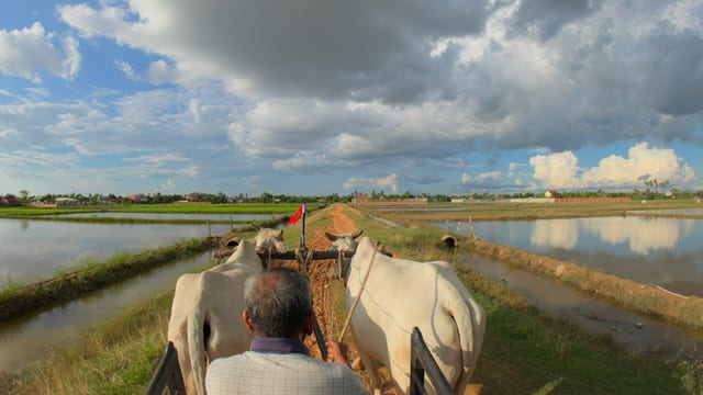 Ox Cart Ride, Siem Reap, Cambodia