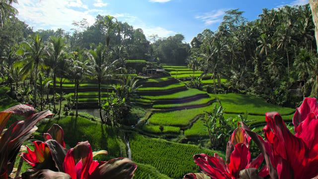 Relaxing Rice Terraces, Bali, Indonesia