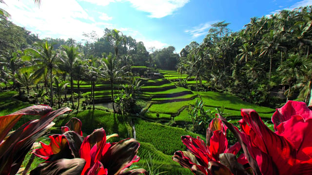 Relaxing Rice Terraces, Bali, Indonesia