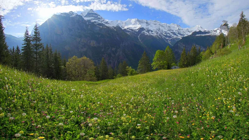 Relaxing Swiss Meadow
