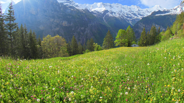 Relaxing Swiss Meadow, Bernese Oberland, Switzerland
