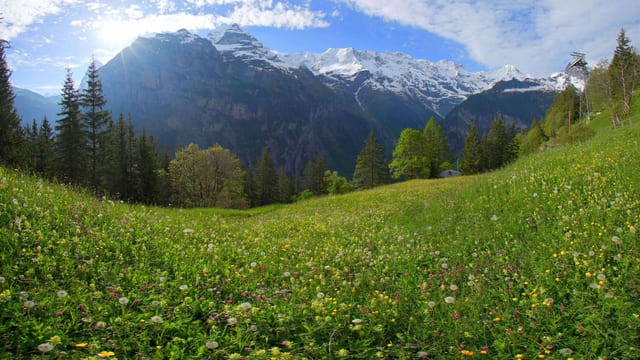 Relaxing Swiss Meadow, Bernese Oberland, Switzerland