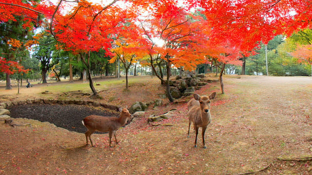 The Deer of Nara, Nara, Japan
