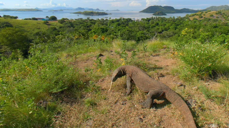 The Komodo Islands
