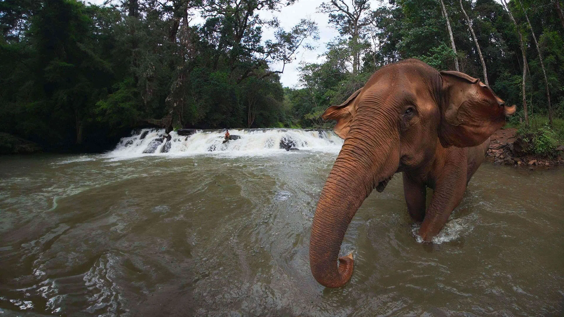 The Last Elephants: A First Look, Mondulkiri, Cambodia