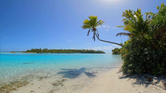 The Photogenic Palm Tree, Aitutaki, Cook Islands