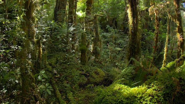 Under the Canopy, New Zealand