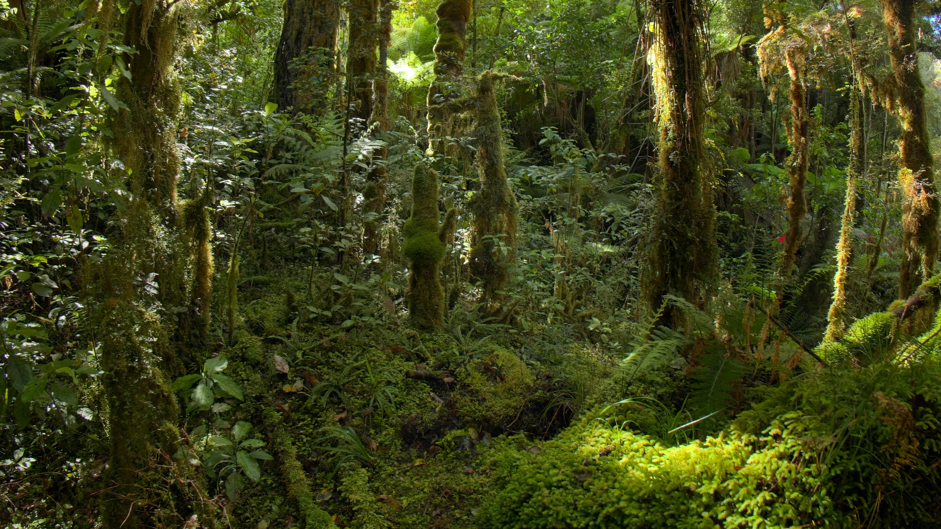 Under the Canopy, New Zealand